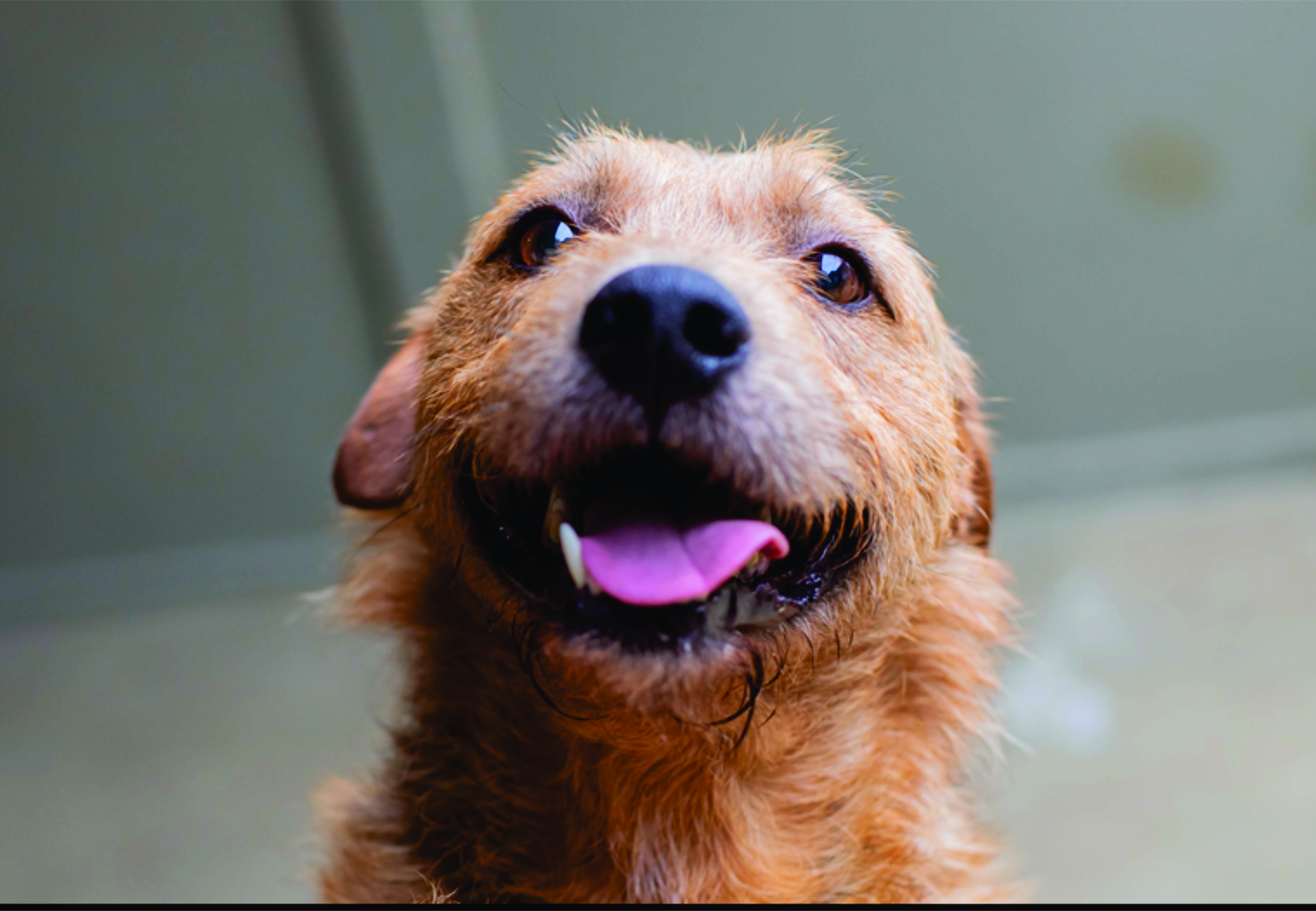 Setembro Caramelo termina com número positivo de adoções de cães e gatos em Curitiba