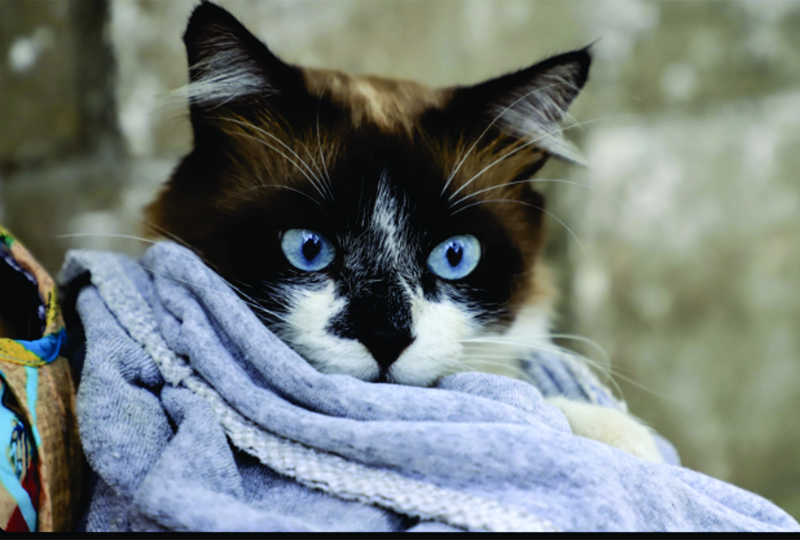 Campanha Vet-Móvel Paraná abre agendamentos para vacinação e avaliação gratuitas de cães e gatos