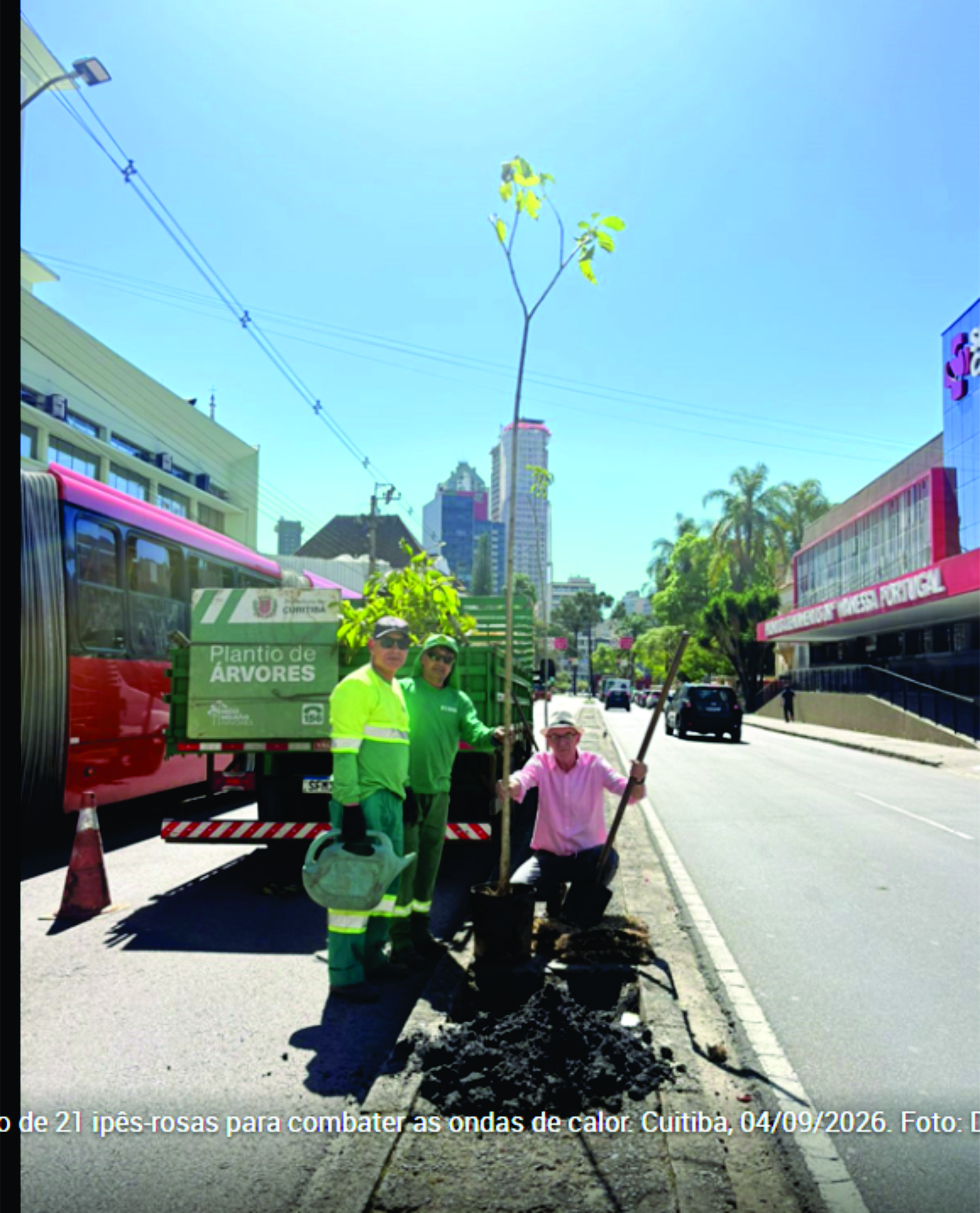 Rua do Centro próxima à Praça Rui Barbosa recebe o plantio de 21 ipês-rosas para combater as ondas de calor