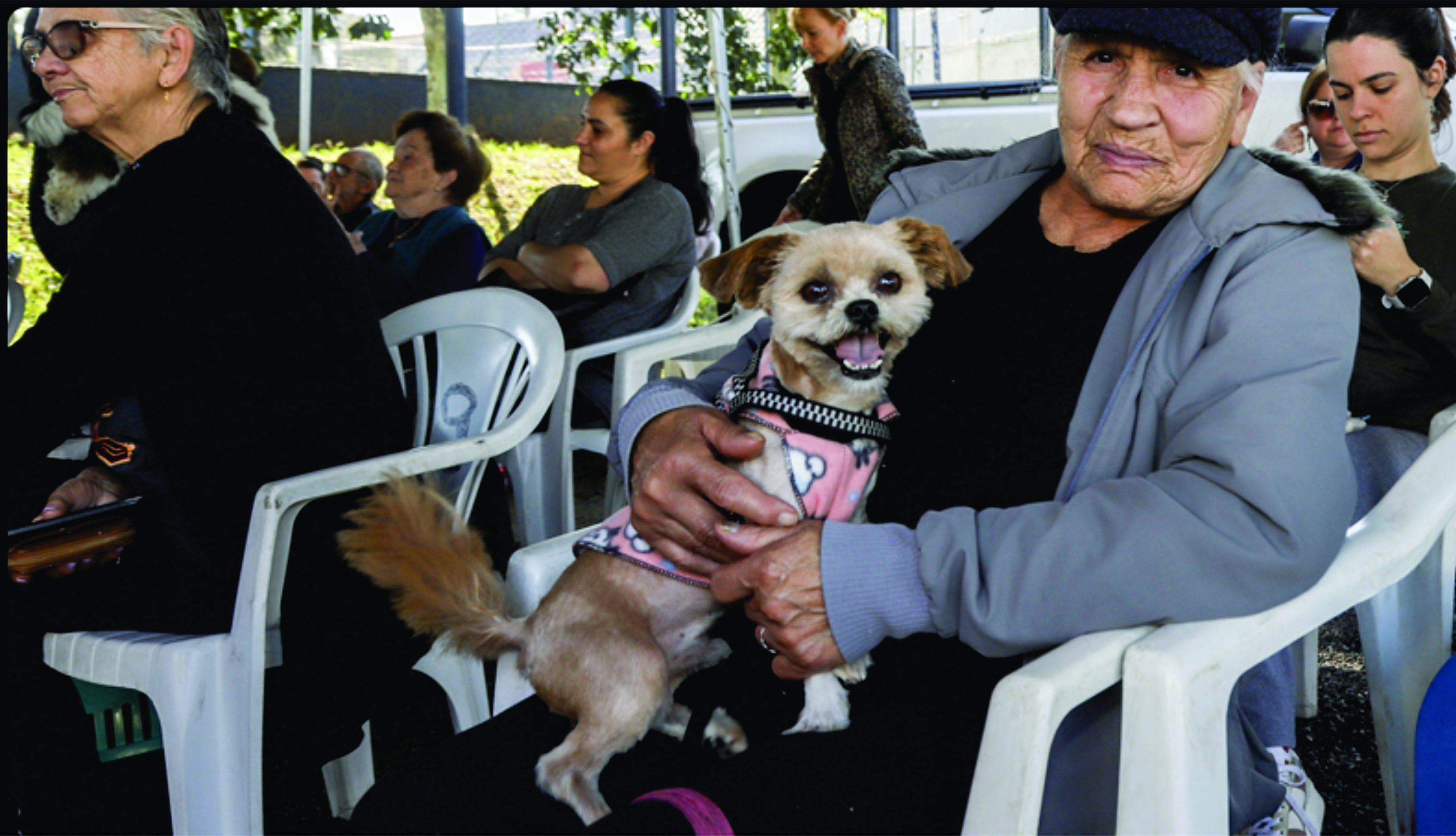 Mutirões oferecem 3.800 vagas para castração gratuita de cães e gatos; saiba como agendar
