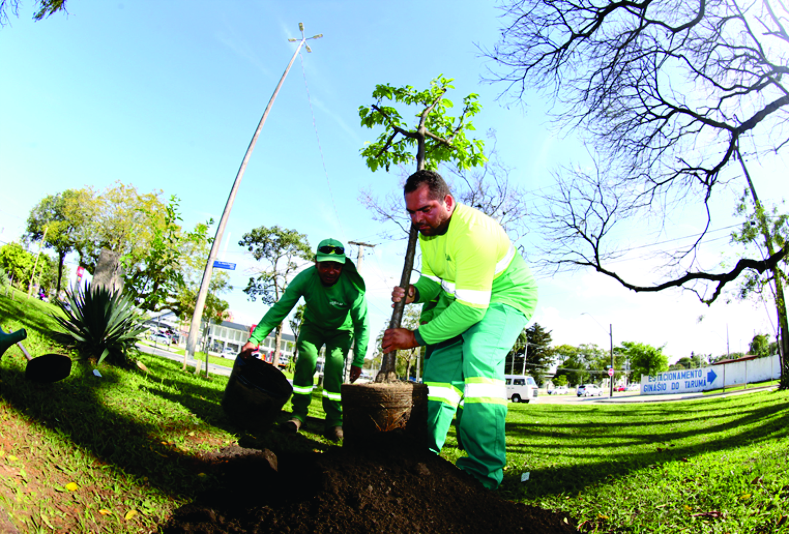 Após vandalismo, árvores vão para a UTI no Horto do Barreirinha e voltam para a arborização pública