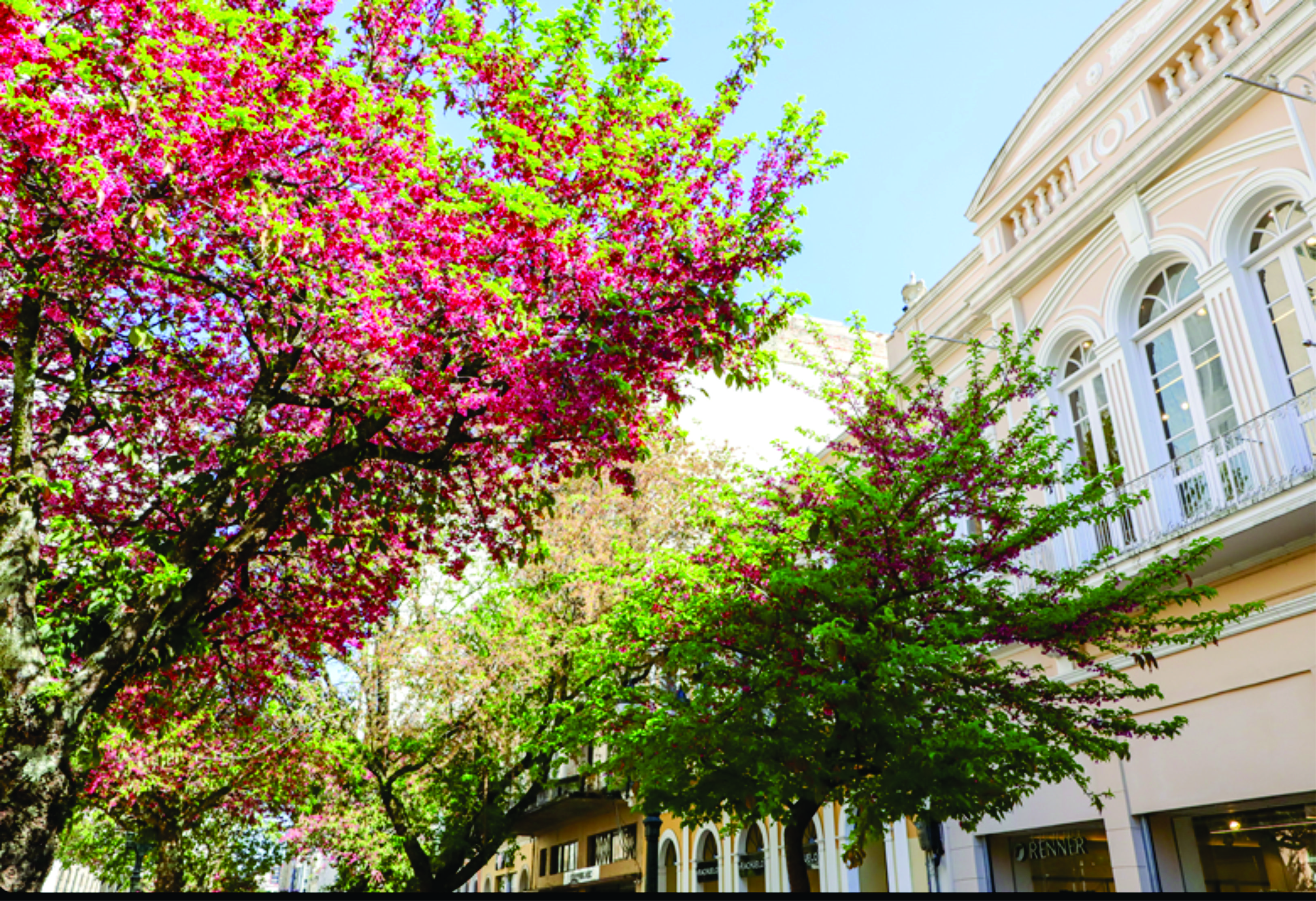 Rua XV de Novembro se veste de rosa com a florada das cerejeiras e atrai turistas e moradores