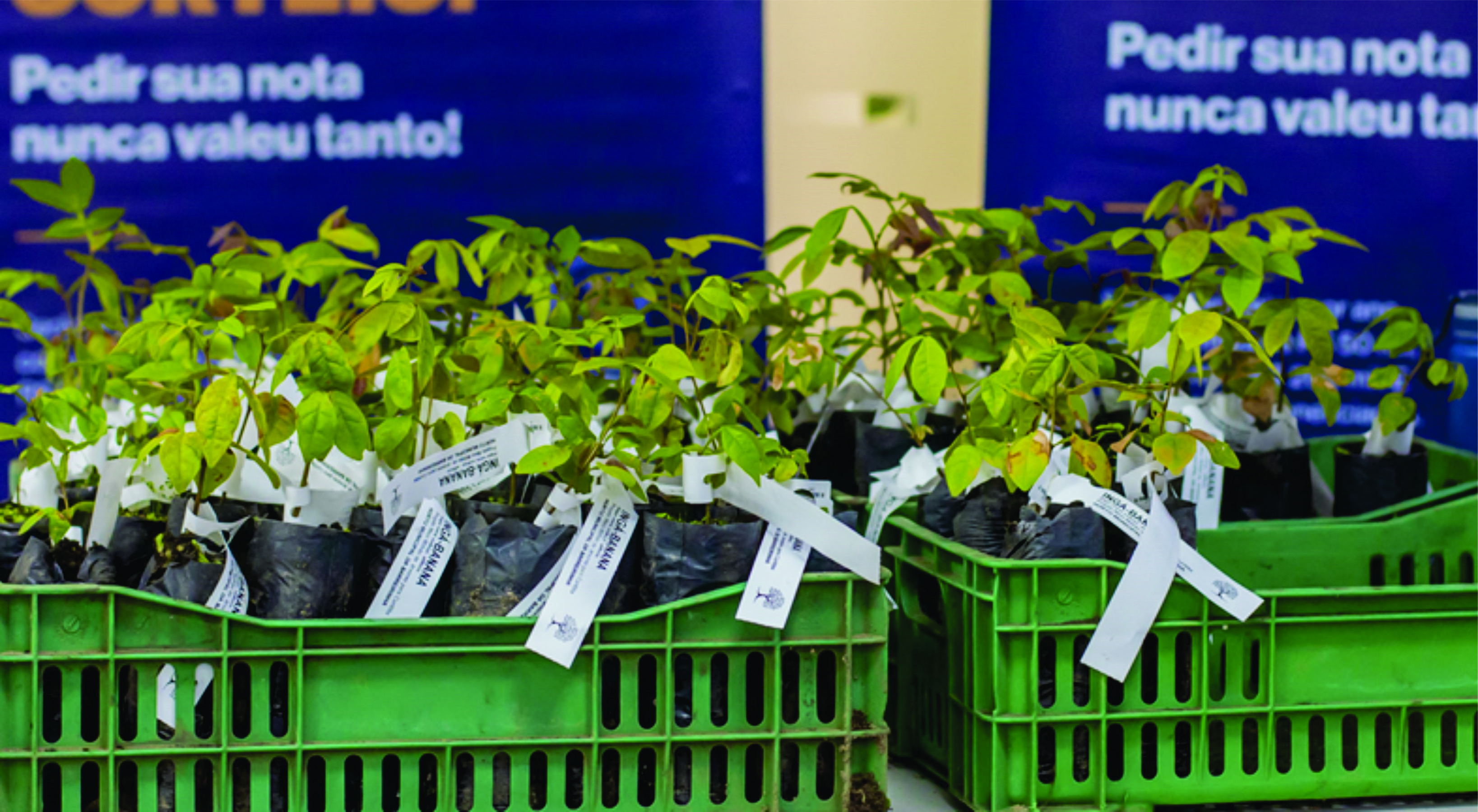 Agora na primavera, Prefeitura vai distribuir mudas de árvores frutíferas para a população nas Ruas da Cidadania