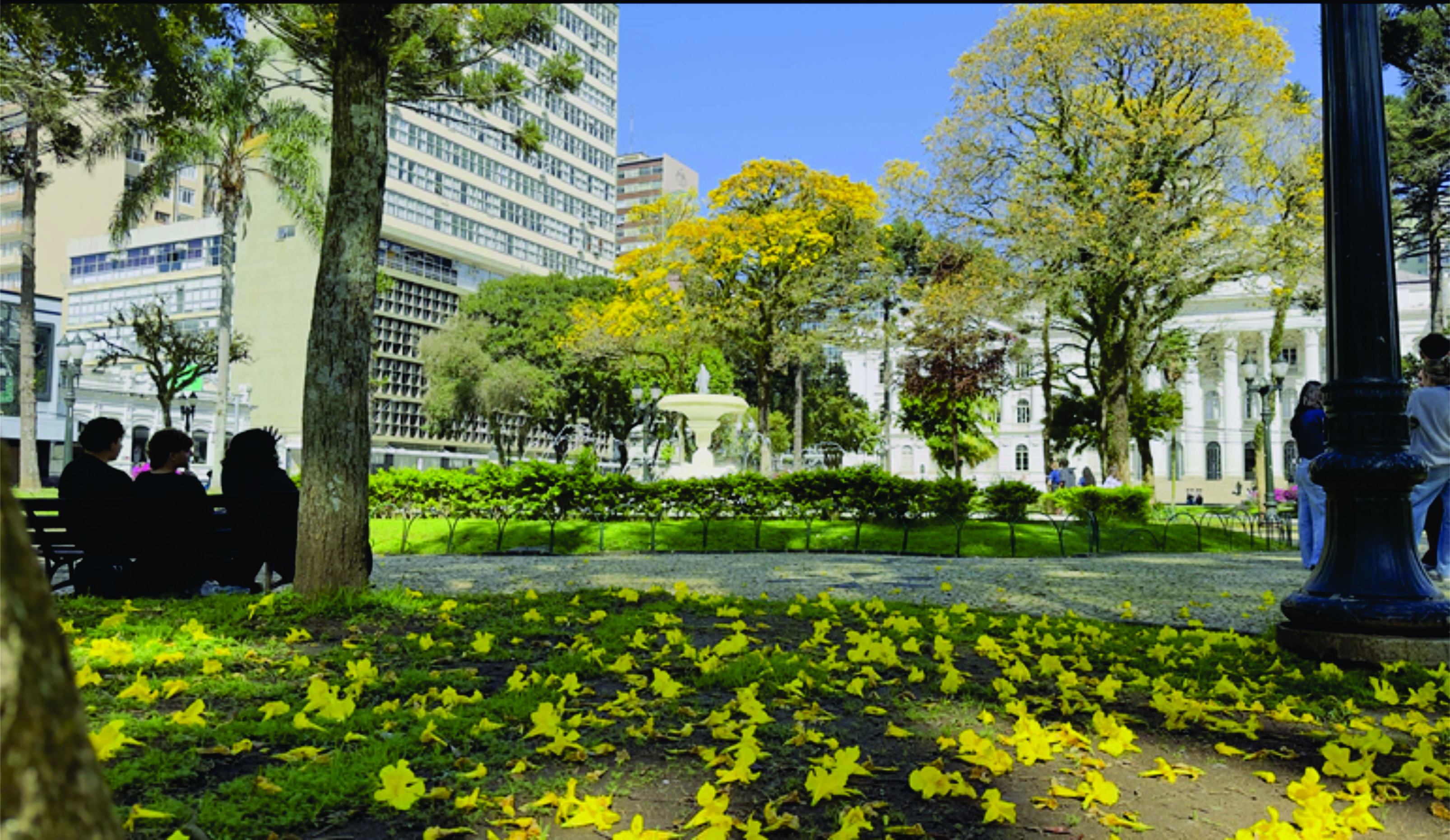 Início da florada dos ipês coloca o amarelo em evidência nas ruas e praças de Curitiba