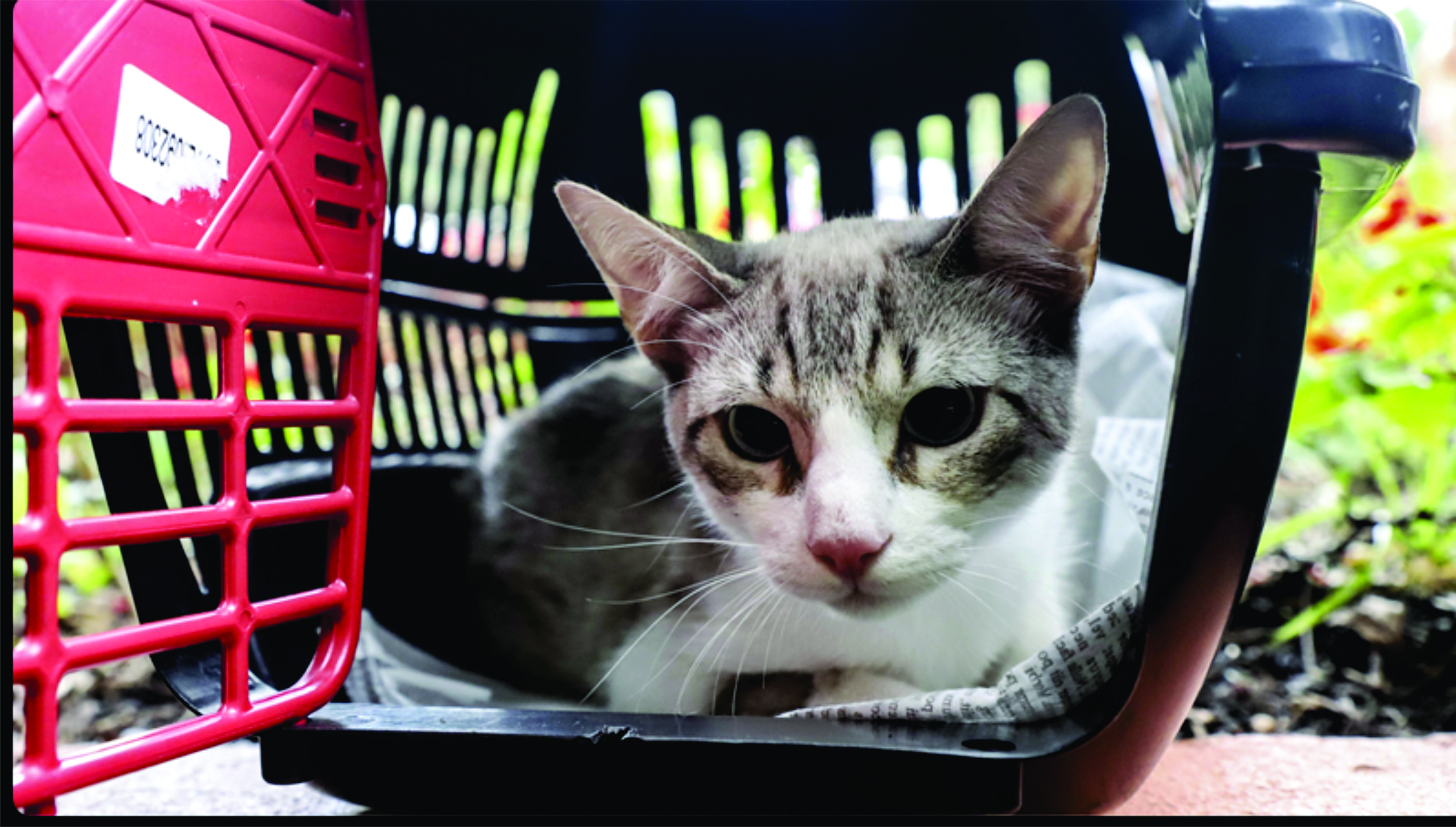 Prefeitura de Curitiba oferece 4.930 vagas para castrações gratuitas de cães e gatos em três regionais da cidade