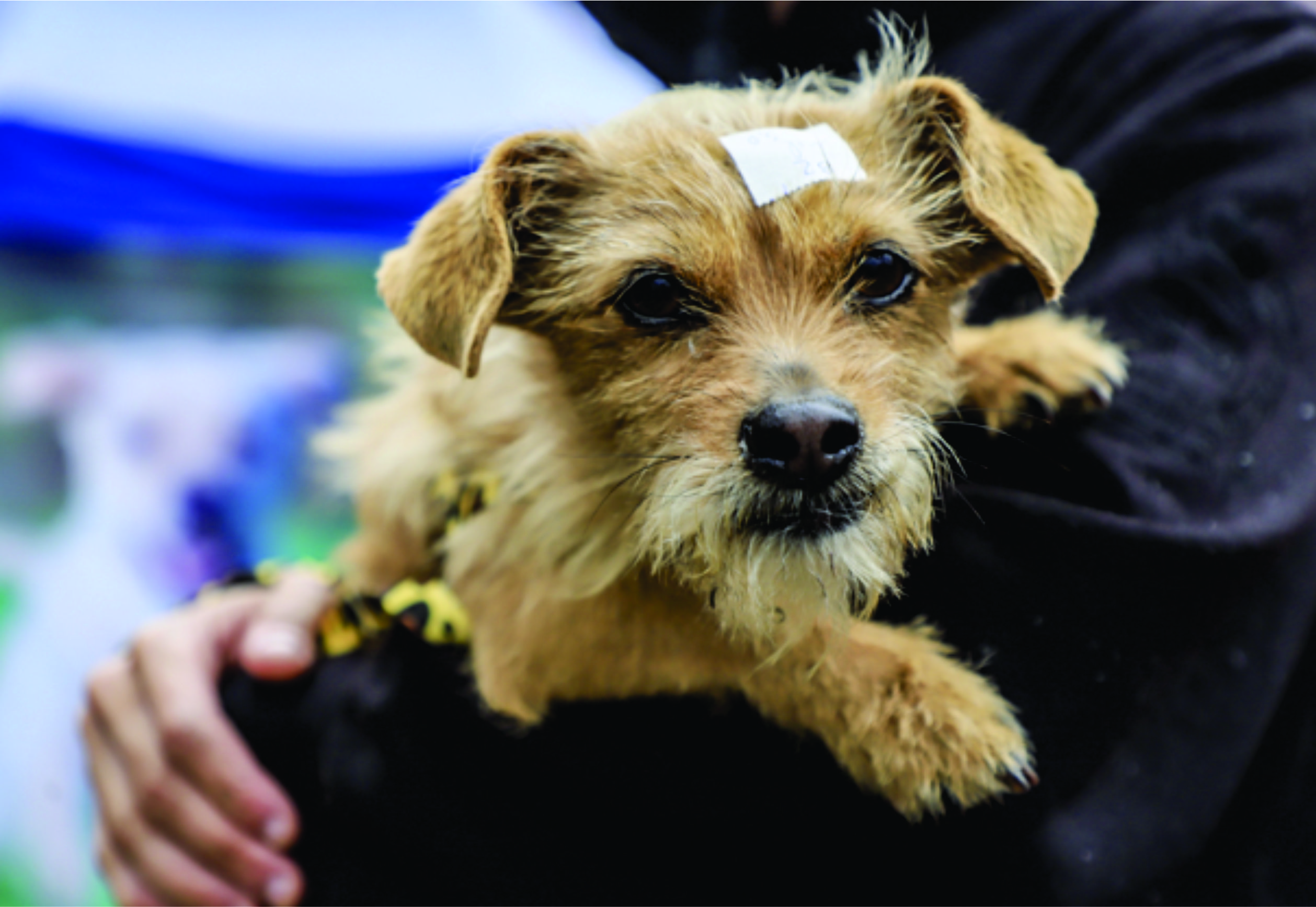 Prefeitura promove sete mutirões de castração de cães e gatos com 5.167 vagas gratuitas