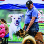 Prefeitura de Curitiba abre agendamentos para mutirão de castração gratuita de cães e gatos