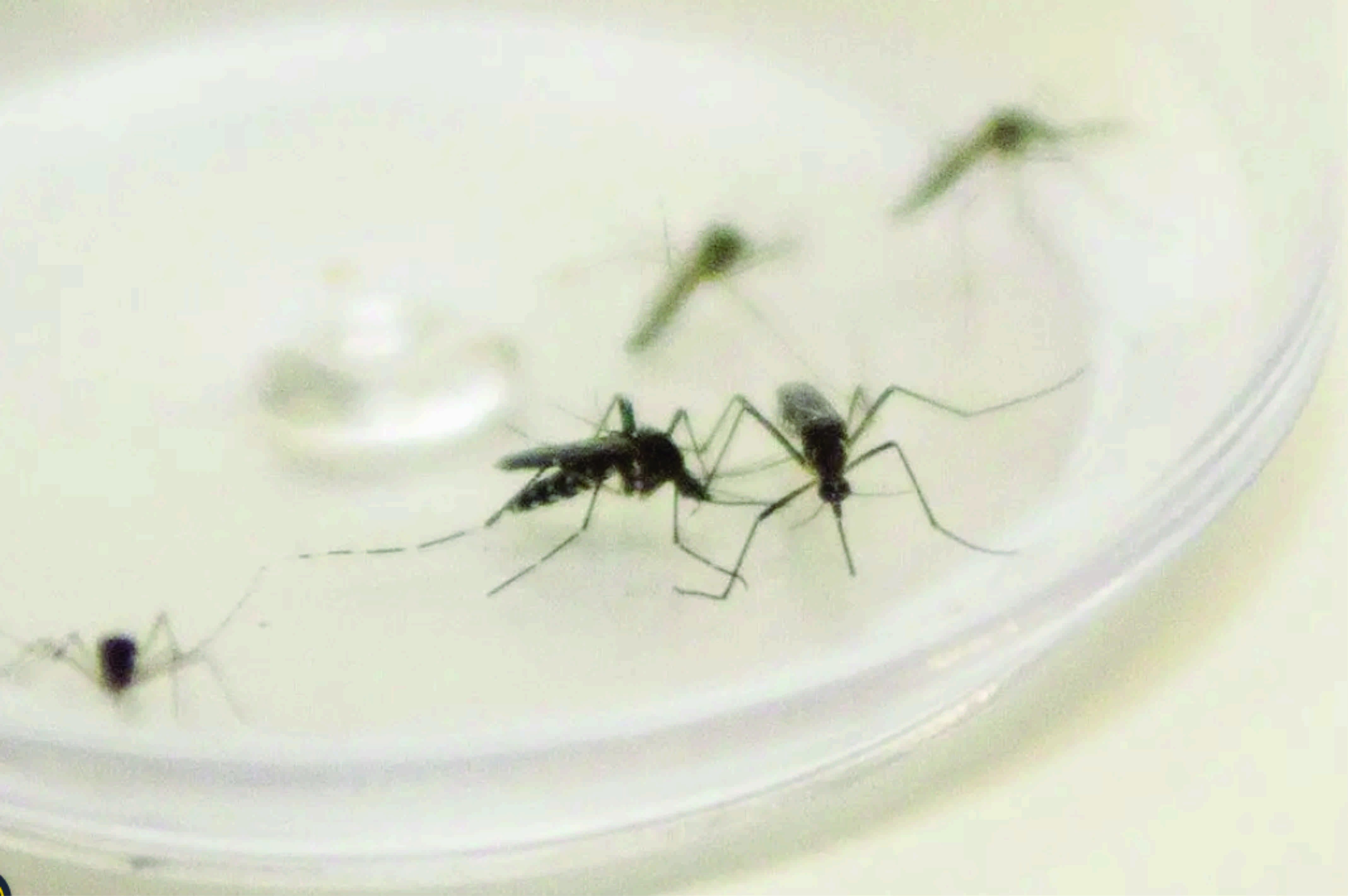 Mutirões contra a dengue passam por quatro regionais de Curitiba