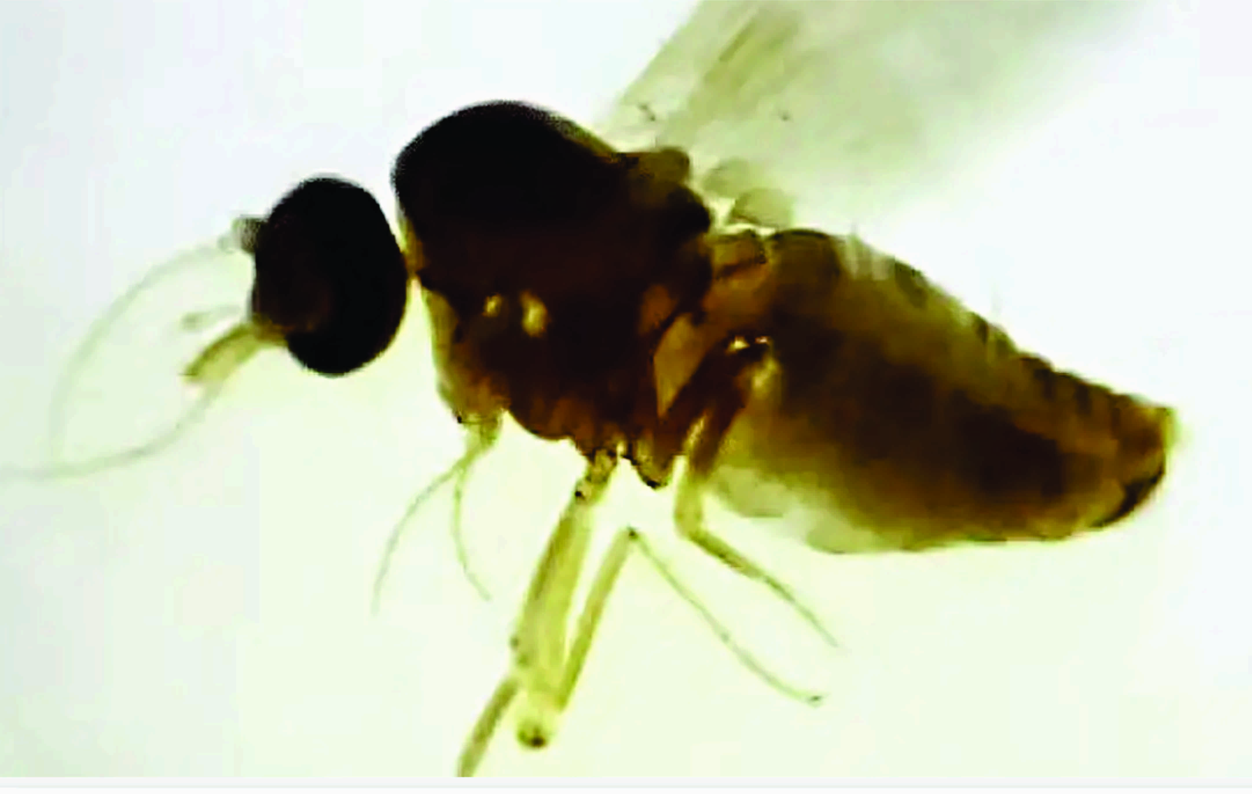 Transmitida por mosquito, febre oropouche tem alta no Brasil; saiba diferenciá-la da dengue